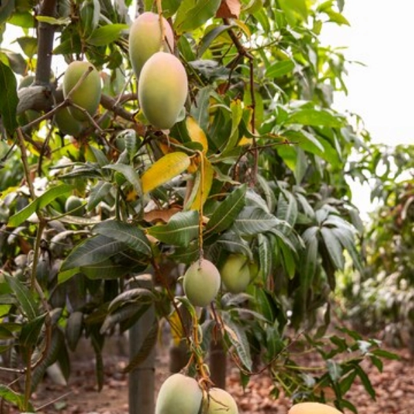 mango 1