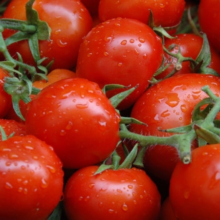 tomatoes